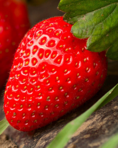 Strawberry - Ventana